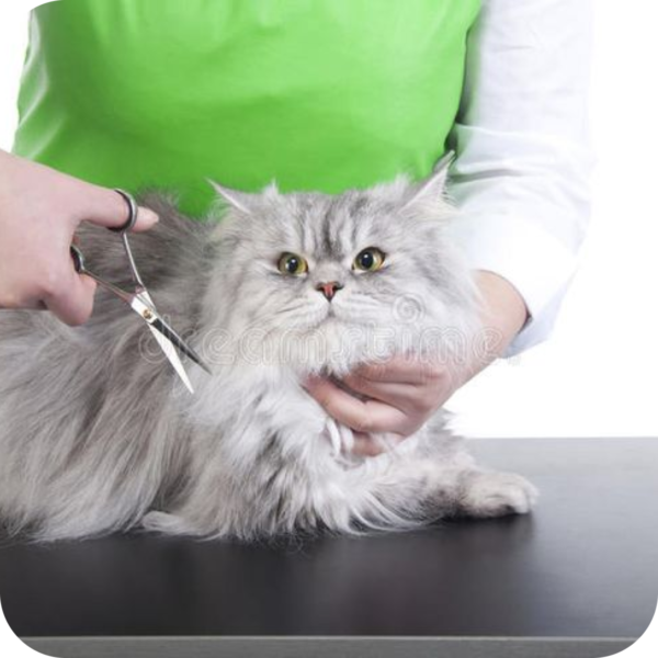 Enterprise(Cat)