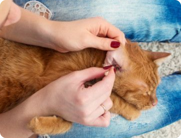 Earmite Medication